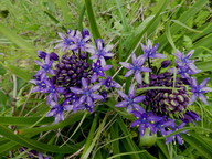 Scilla peruviana