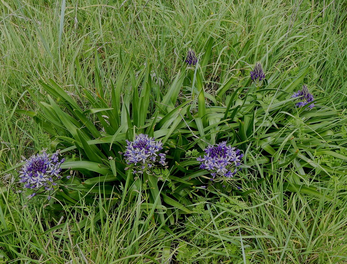 Scilla peruviana