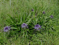 Scilla peruviana