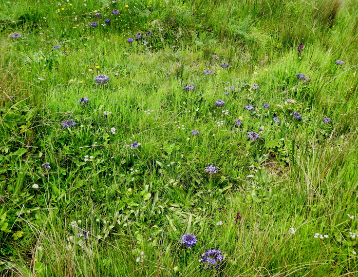 Scilla peruviana