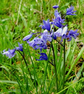 Hyacinthoides hispanica