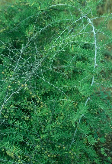 Asparagus pastorianus