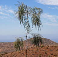 Asparagus plocamoides