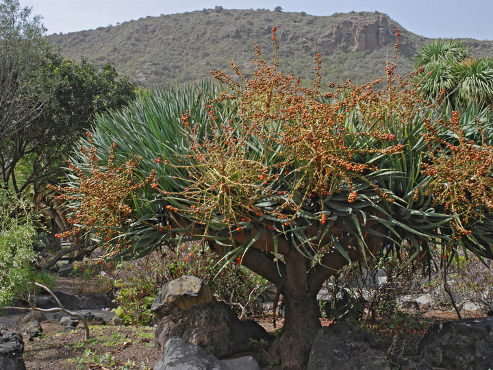 Dracaena draco