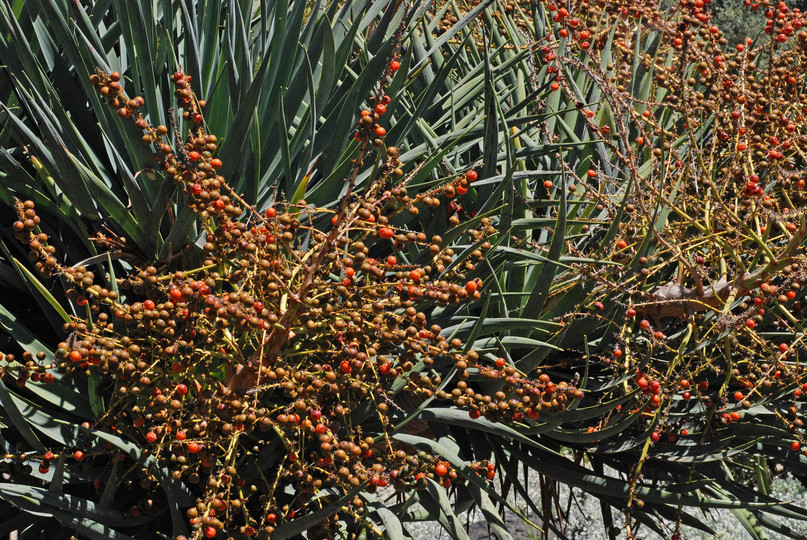 Dracaena draco