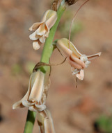 Dipcadi serotinum