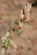 Dipcadi serotinum