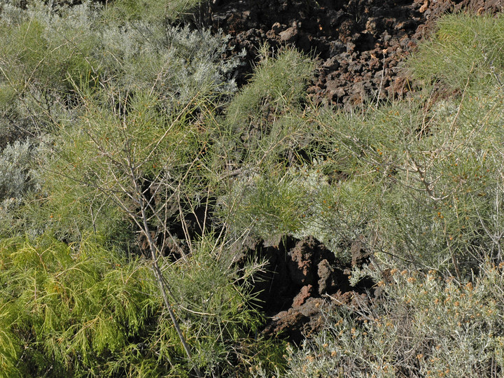 Asparagus arborescens