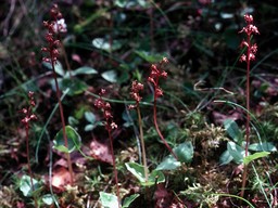 Listera cordata