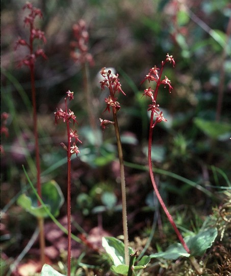 Listera cordata