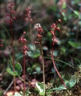 Listera cordata