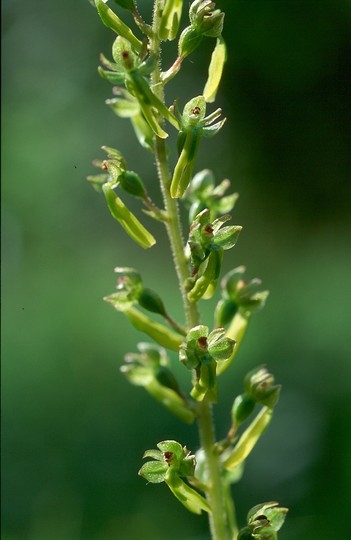 Listera ovata