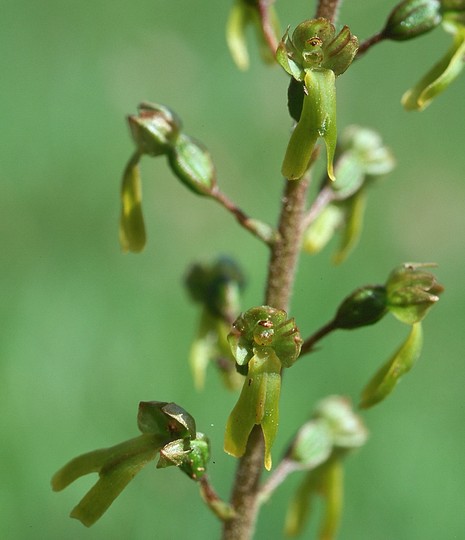 Listera ovata