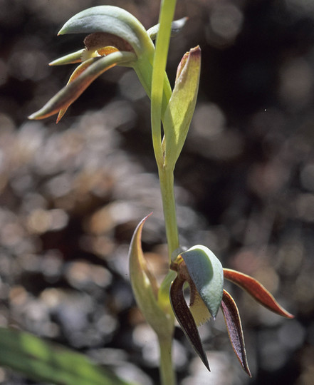 Lyperanthus serratus