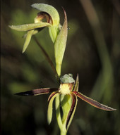Lyperanthus serratus