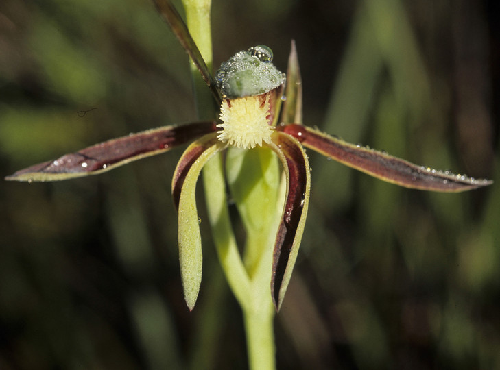 Lyperanthus serratus