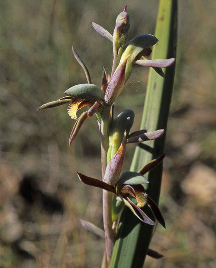 Lyperanthus serratus