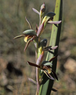 Lyperanthus serratus