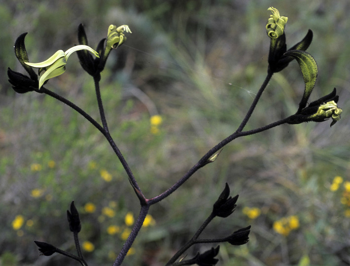 Macropidia fuliginosa