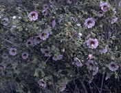 Lavatera maritima