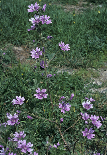 Malva sylvestris