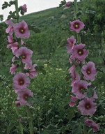 Alcea sp.