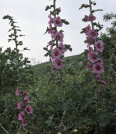 Alcea sp.