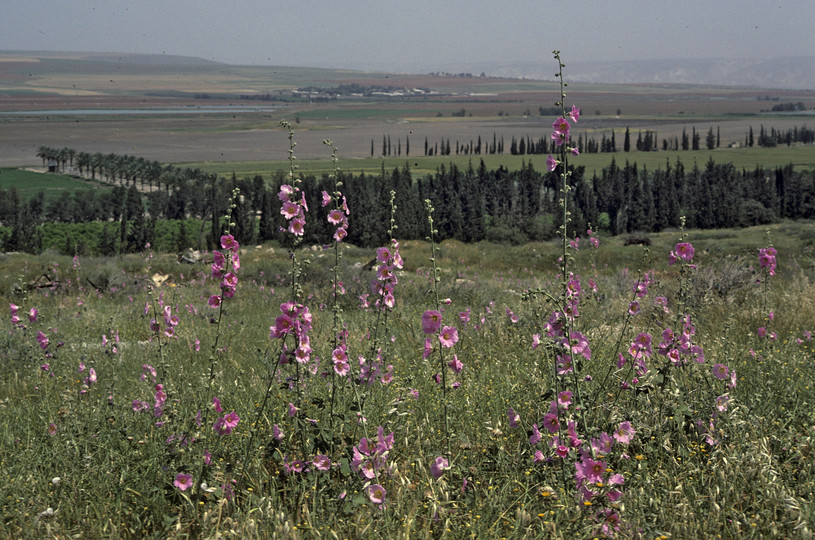 Alcea setosa?