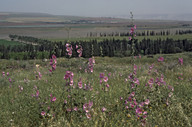 Alcea setosa?