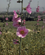 Alcea setosa?