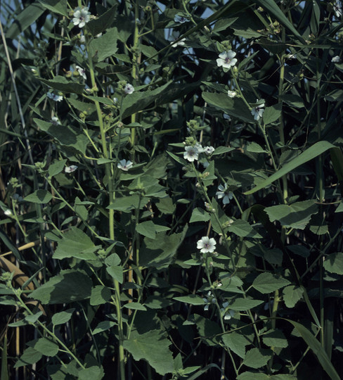 Althaea officinalis