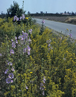 Alcea pallida