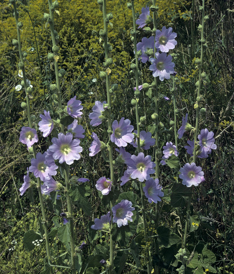 Alcea pallida