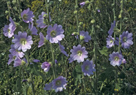 Alcea pallida