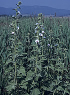 Althaea officinalis