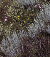 Althaea cannabina