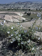 Alcea sp.