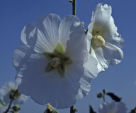 Alcea sp.