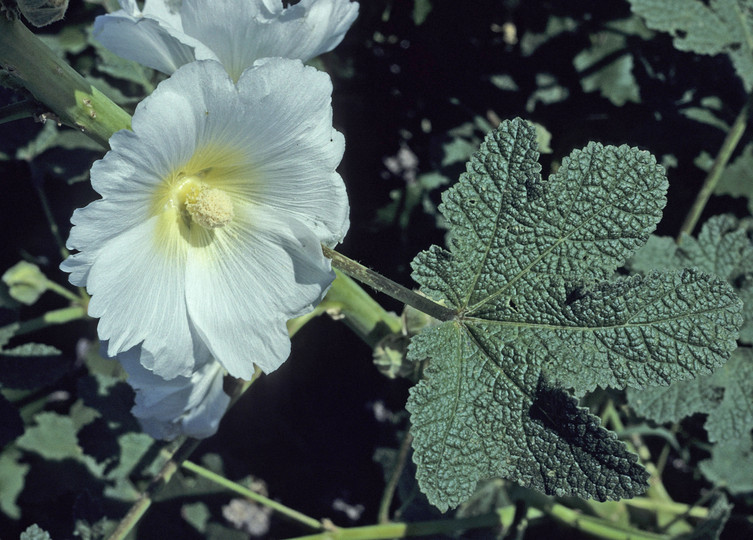 Alcea sp.