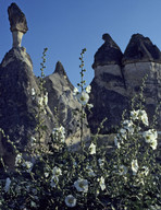 Alcea sp.