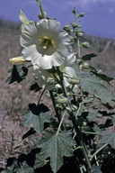 Alcea sp.