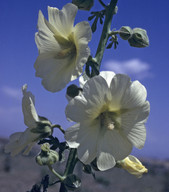 Alcea sp.