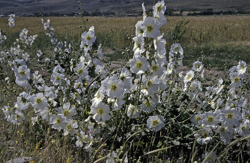 Alcea sp.