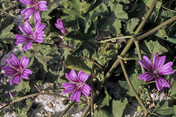 Malva sylvestris