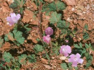 Malva sp.