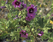 Lavatera arborea