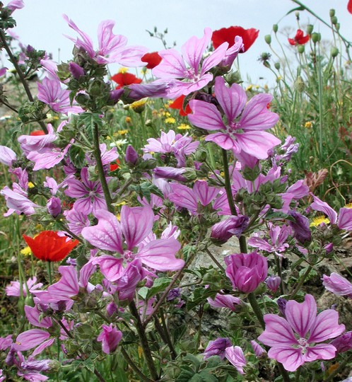 Malva sylvestris