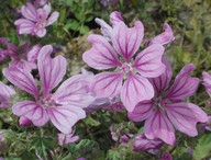 Malva sylvestris