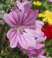 Malva sylvestris