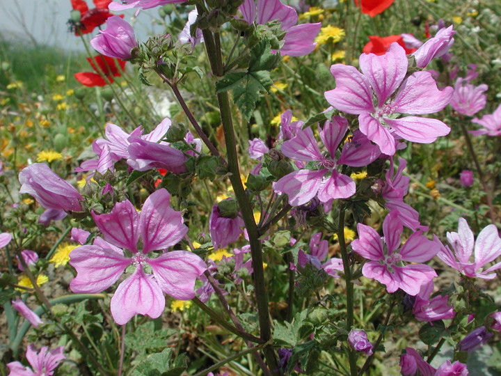 Malva sylvestris